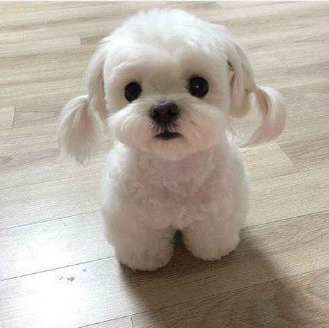 Super Cute Puppies, 강아지 그림, Baby Animals Pictures, Cute Little Puppies, White Dog, Baby Animals Funny, Cute Dogs And Puppies