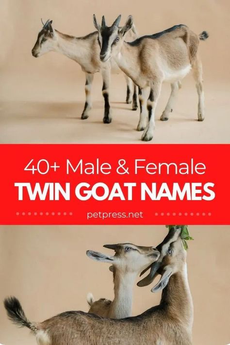 Looking to name a pair of identical goats? We have compiled the best twin goat names for both male and female that you should consider. Goat Names, Twin Boy Names, Sheep Names, Cagney And Lacey, Twin Names, Disney Names, Pet Goat, Weird Names, Baby Goat