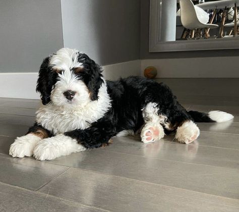 Sheepadoodle Black, Saintberdoodle Puppies, Bernese Mountain Dog Poodle, Bernadoodle Puppy, Border Collie Poodle Mix, Bernedoodle Black And White, Sheepadoodle Puppy, Cute Dogs Images, Bernedoodle Puppy