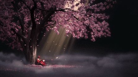 Live Wallpaper For Pc, Chinese Background, Deep Sleep Music, Sakura Tree, Purple Trees, Wallpaper Laptop, Wallpaper Animes, Tree Wallpaper, Cool Anime Wallpapers