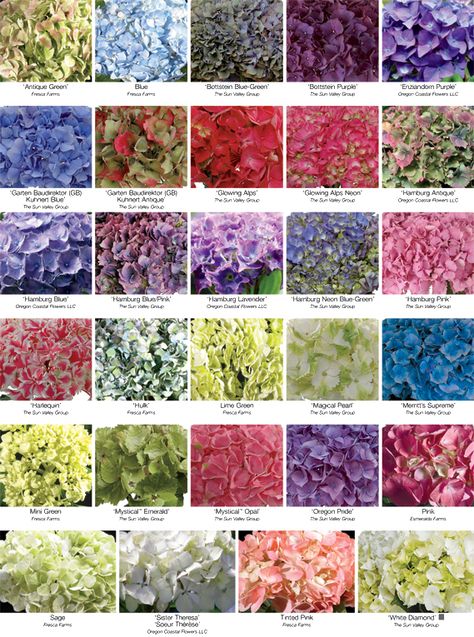 Florists' Review Magazine® :: Your monthly magazine for operating a successful floral business Colors Of Hydrangeas, Wedding Flowers Blue Hydrangea, Coloring Practice, Hydrangea Varieties, Wedding Flowers Hydrangea, Mother's Day Flowers, Flower Chart, Purple Pink Color, Hydrangea Colors