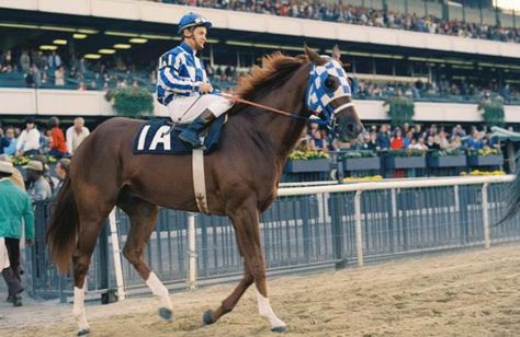 Secretariat Horse, Preakness Stakes, South Carolina Homes, American Pharoah, Triple Crown Winners, Belmont Stakes, Pro Athletes, Thoroughbred Horse, Triple Crown