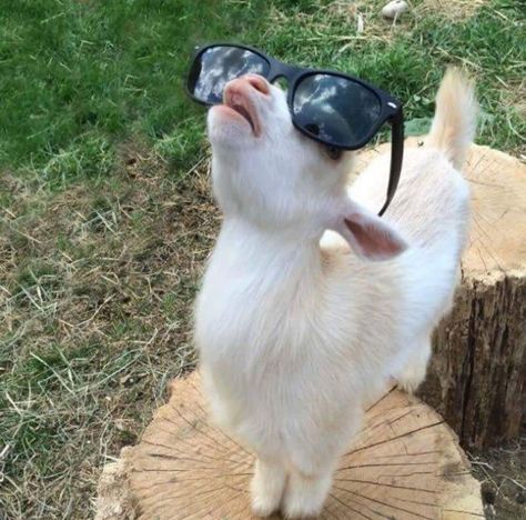 Goat in glasses Pygmy Goat, Animal Humour, Goats Funny, Cute Goats, To The Bone, Funny Animal Quotes, Bad To The Bone, Baby Goats, Anime Animals