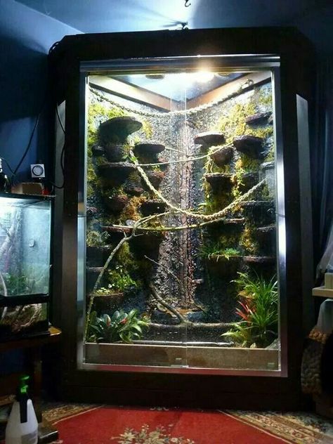 Chameleon Cage, Water Dragons, Terrarium Design, Snake Terrarium, Frog Terrarium, Chinese Water Dragon, Gecko Terrarium, Fish Tank Terrarium, Reptile House