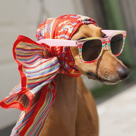 Me trying to hide the fact that I haven't bathed or showered in three weeks 😬 (Thanks for the caption @BarkBox!) Dog Photoshoot, 강아지 그림, Wearing Sunglasses, Pet Fashion, Italian Greyhound, Dog Photography, Whippet, 귀여운 동물, Greyhound