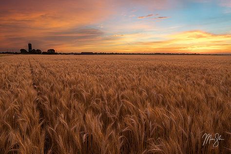 Kansas Is Beautiful | Mickey Shannon Photography Kansas Photography, Kansas Photos, Flint Hills, State Of Kansas, Wichita Kansas, Wheat Fields, Wichita Ks, Sunflower Fields, The Sunrise