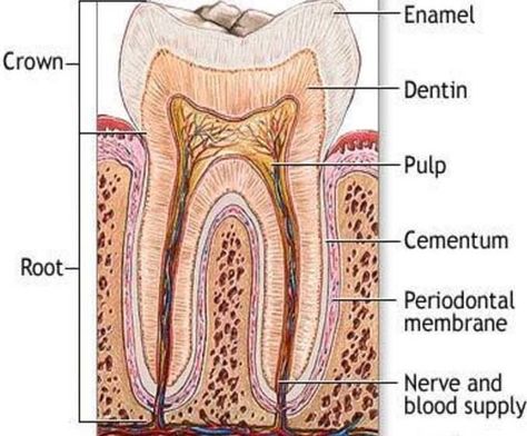 Dentin - Definition of Dentin                                                                                                                                                                                 More Teeth Diagram, Teeth Anatomy, Tooth Infection, Sistem Pencernaan, Kedokteran Gigi, Discolored Teeth, Laser Teeth Whitening, Periodontal Disease, Gum Health