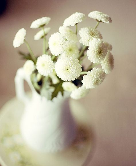 white mums White Mums, Flower Identification, Mums Flowers, White Wedding Flowers, Trendy Flowers, Flowers White, White Gardens, Types Of Flowers, Chrysanthemum