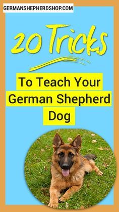 Your Dog, German Shepherd Training, Dog Minding, Easiest Dogs To Train, Dog German, Cesar Millan, Weiners, Dog Training Techniques, Best Dog Training