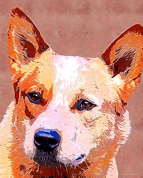 Red heeler Blue Heeler Painting, Australian Cattle Dog Painting, Red Heeler Dog, Red And Blue Heeler, Blue Heeler Memes Hilarious, Austrailian Cattle Dog, Cattle Dogs Rule, Blue Heeler Memes, Blue Heeler Dogs