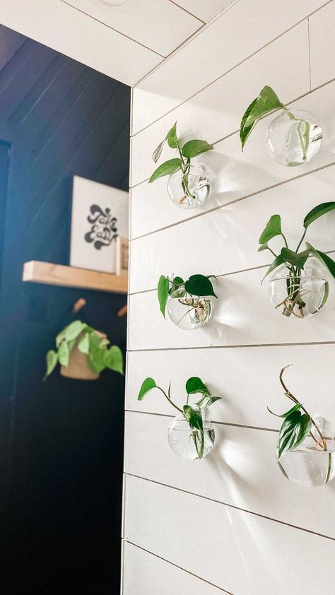 onceuponabungalow on Instagram: Quick and easy $30 plant propagation wall! 🪴🌿🌱 Link in bio to order your own! ☺️✌🏻 Happy propagating! 🌿🌱🪴 #onceuponabungalow… Glass Wall Planters, Glass Propagation Wall, Plant Wall Propagation, Propagating Plants Aesthetic, Plant Propagation Wall Decor, Propagate Wall, Propagation Wall Decor, Propagation Wall Ideas, Propagating Plants Wall