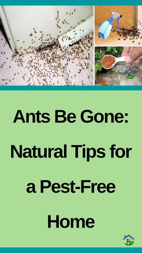 Ants are tiny creatures, but they sure know how to take over a place! Can you blame them just because they thought your home is “antastic” to them? They might be one of the tiniest creatures, but they still have the biggest ambitions, and your cozy home may seem like the perfect place to set […] Small Ants How To Get Rid Of, How To Get Rid Of Tiny Ants, Killing Ants In The House, How To Kill Ants In The House, How To Get Rid Of Ants In The Kitchen, How To Get Rid Of Ants In The House, Natural Remedies For Ants, Plants That Repel Ants, Ant Killer Spray