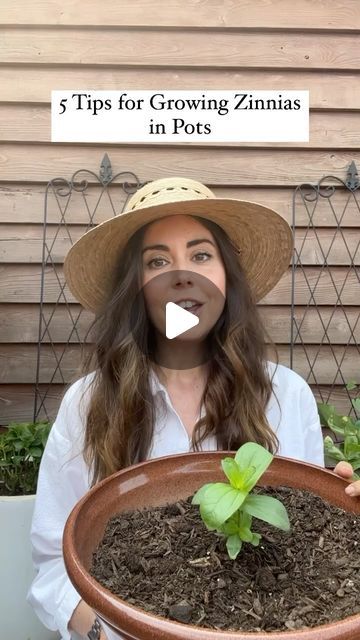 Garden Design Magazine on Instagram: "Do you have 6+ hours of sun on your balcony or patio? Plant zinnias in containers! . @chicagogardener shares 5 tips on growing zinnias in pots 🌸 . #zinnias #containergardening #containergarden #plantsinpots #balconygarden #patiogarden #rooftopgarden #gardening #gardentips #gardeningtips #gardenlife" Growing Zinnias In Containers, Zinnia In Pots, Pinching Zinnias, Zinnias In Containers, Planting Zinnias From Seed, How To Plant Zinnias From Seed, Zinnias In Pots, When To Plant Zinnia Seeds, Collecting Zinnia Seeds