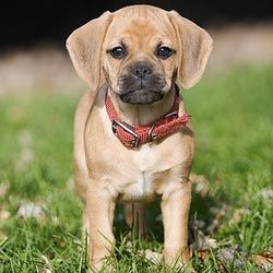 Puggle Puppies, Puggle Dogs, Mixed Breed Puppies, Very Cute Puppies, Beagle Mix, Puppy Photos, Pug Puppies, Must Love Dogs, Dog Wallpaper