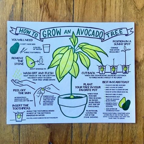 Avocado Plant, Grow Avocado, Avocado Toast Recipe, Plant Journal, Avocado Tree, Veg Garden, Home Vegetable Garden, Big Wheel, Green Life