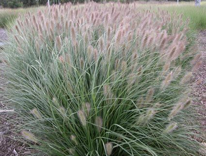 Pennisetum Alopecuroides, Miscanthus Sinensis, Australian Native Garden, Native Garden, Drought Tolerant Plants, Plant List, Ornamental Grasses, S B, Landscaping Plants