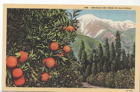 . Orange Groves, American Card, California Postcard, Orange Grove, Vintage California, Vintage Tree, Postcard Design, New Wall, Vintage Postcard