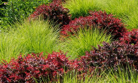 How to Use Barberry in the Landscape | Grow Beautifully Sesleria Autumnalis, Berberis Thunbergii, Japanese Barberry, Landscaping Shrubs, Small Shrubs, Grasses Garden, Garden Shrubs, Plant Combinations, Ornamental Grasses