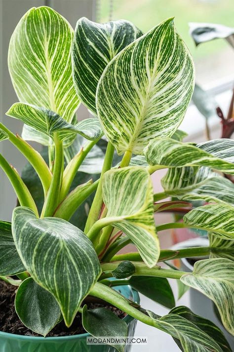 Philodendron Birkin plants are stunning indoor plants. This plant guide has all the Philodendron Birkin care tips on watering, light, humidity, propagation, and more. modandmint.com. Birkin Plant, Philodendron Birkin, Philodendron Care, Zebra Plant, Banana Leaf Wallpaper, Philodendron Plant, Plant Care Houseplant, Indoor Plant Care, Plant Guide