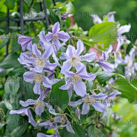 Lilac clematis Lilac Clematis, Wedderburn Castle, Polhawn Fort, House Terrace, Anna Louise, Liz Earle, Wedding August, Carlton House, Wedding April