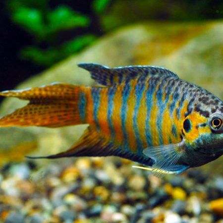 Tropical Freshwater Schooling Aquarium Fish for Sale at AzGardens.com Gourami Fish, Aquatic Garden, Fresh Water Fish Tank, Blue Fascinator, Freshwater Aquarium Fish, Fish For Sale, Beautiful Sea Creatures, Pet Fish, Beautiful Fish