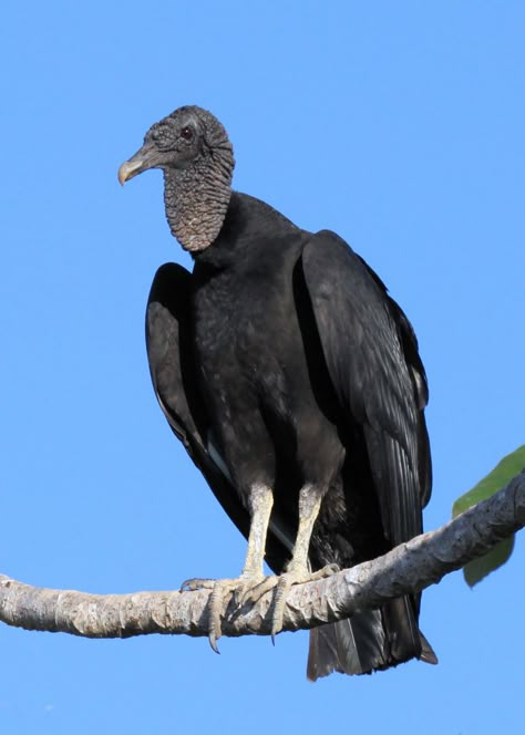 Coragyps atratus - Black Vulture -- Sighted: Seen since childhood, first recorded sighting: 4/16/2010 Bear Mountain, NY Vulture Marvel, Black Vulture, Zoo Photos, Nocturnal Animals, Hard At Work, Pet Bird, Animal Sketches, Bird Drawings, Happy Animals