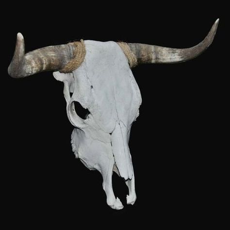 Very large bull skull. With suspension eye, to be immediately placed on the wall. Width from point to point is no less than 60 cm, length of the skull is 48 cm Bull Skull Photography, Bull Skull Side View, Bull Skull Illustration, Bull Skeleton, Bulls Skull, Animals Skull, Barn Owl Tattoo, Animals With Horns, Skull With Horns