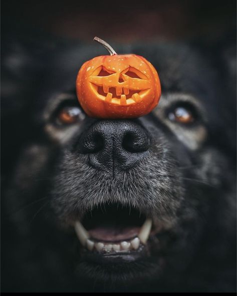 Spooky Dog Photoshoot, Halloween Pet Photoshoot, Halloween Dog Wallpaper, Dog Halloween Photoshoot, Halloween Dog Photoshoot, Fall Dog Photos, Autumn Images, Halloween Puppy, Halloween Dogs