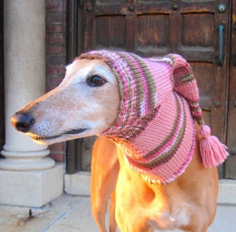 Whippet Hat, Snood Pattern, Dog Hats, Dog Snood, Dog Scarf, Adorable Dogs, Silly Dogs, Dog Hat, Dog Scarfs