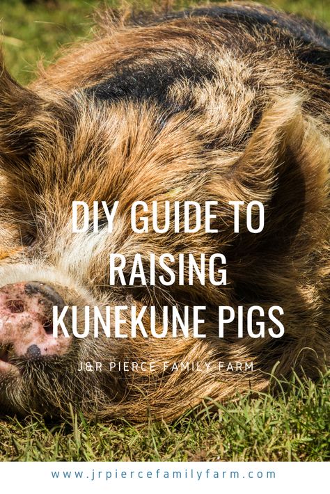 Meat Pigs Breeds, Pigs And Chickens Together, Kunekune Pigs Care, Outdoor Pig Pen Ideas, Kune Kune Pigs Care, Diy Pig Toys, Pig Sty Design Ideas, Kune Kune Pigs House, Kunekune Pig Pen