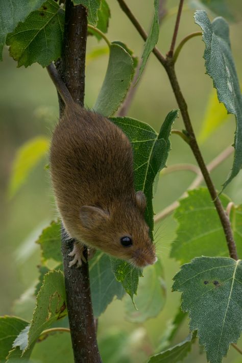 Thanks to Colin Davis for making this photo available freely on @unsplash 🎁 Getting Rid Of Rats, Harvest Mouse, Rodent Control, Best Pest Control, Free Photographs, Rodents, Pest Control, Rats, Mammals