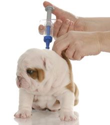 Puppy Tips: The "What If’s" of Raising a Puppy | Canine Journal Puppy Shots, English Bulldog Care, Dog Illnesses, Puppies Tips, Dog Wellness, English Bulldog Puppies, English Bulldog Puppy, Dog Care Tips, Dog Obedience