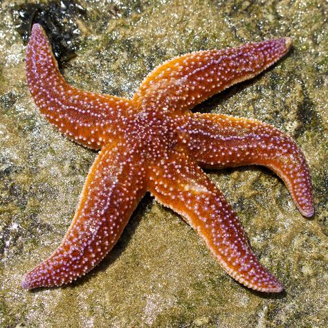 https://flic.kr/p/eCXVtd | Starfish Starfish In Ocean, Star Fish Photography, Starfish Reference Photo, Sea Life Reference, Starfish Reference, Sea Creatures Photography, Small Sea Animals, Starfish Images, Sea Life Photography