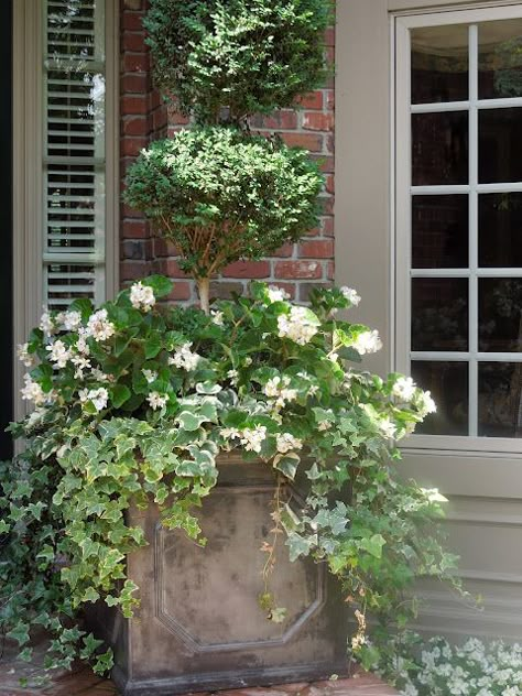 . Boxwood Topiary, Garden Urns, White Planters, Garden Containers, White Garden, White Gardens, River House, Container Gardens, Window Boxes