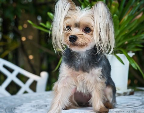 60 Damn Cute Yorkie Haircuts For Your Puppy – HairstyleCamp Yorkie Puppy Haircuts, Yorkie Haircut, Yorkie Cuts, Long Mustache, Yorkie Hairstyles, Puppy Haircut, Yorkie Haircuts, Biewer Yorkie, Yorkshire Terrier Haircut