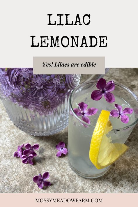 Refreshing Lilac Water and Lilac Lemonade — Mossy Meadow Farm Dandelion Cake, Lilac Lemonade, Lilac Water, Soul People, Yummy Summer Drinks, Cucumber Water, Lemonade Drinks, Lemon Sugar, Food Forest