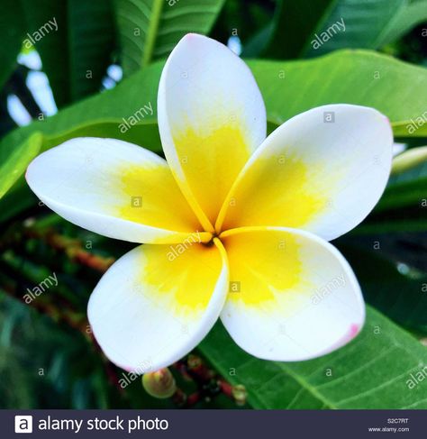 Plumeria Alba, Image Processing, Tropical Flowers, Flower Painting, Photo Image, Stock Images, Resolution, Stock Photos, Illustrations