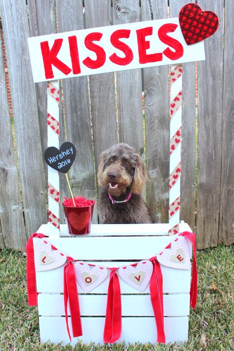 Kissing Booth for Dogs Dog Kissing Booth, Animal Photography Dogs, Booth Diy, Ideas For Dogs, Valentine Photo Shoot, Dog Waiting, Dog Kisses, Valentines Day Dog, Puppy Kisses