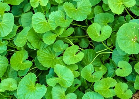 Gotu Kola: How to Grow the Plant, Also Called Indian Pennywort Edible Grass, Herb Garden Pots, Garden Inspo, Gotu Kola, Gardening Trends, Perennial Shrubs, Gardening 101, Garden Animals, Sustainable Garden