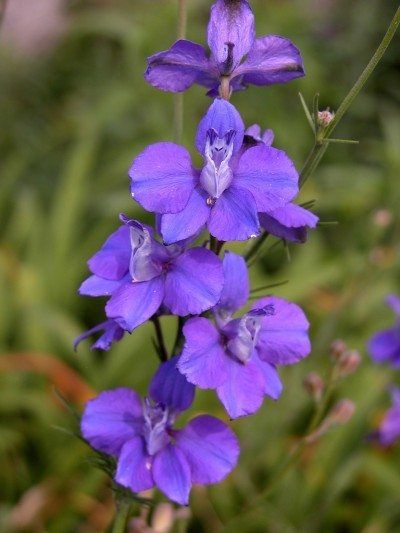 Growing Larkspur Flowers - Information On When To Plant Larkspurs ( great for floral arrange,ents & can dry them for dry floral arrangements as well. The seeds need to be chilled in fridge for a couple of weeks & this link explains when they are to be planted. Larkspur Plant, July Birth Flower, Larkspur Flower, Flower Identification, Purple Garden, Tall Flowers, Line Flower, Spring Landscape, Flower Care