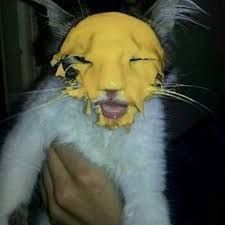 cute cat with cheese in face yellow kat cursed twitter aesthetic icon pfp cool coquette scary fluffy sweet Low Quality Memes, Goblin Mode, Doge Dog, Cheese Cat, Goofy Cats, Mean Cat, No Tomorrow, Hilarious Pictures, Quality Memes