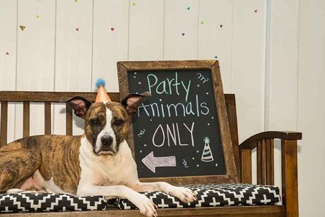 🎉It's party time!🎉 Here's how to throw the best birthday party for your pet!🐶🐱 Puppy Birthday Parties, Birthday Freebies, Birthday Dog, Support Dog, Dog Birthday Party, Puppy Birthday, Dog Facts, Cute Birthday, Wooden Cutouts