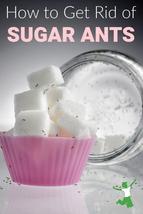 How to Get Rid of Sugar Ants | Healthy Home Economist Get Rid Of Sugar Ants In Home, Ant Trap Diy, Sugar Ants How To Get Rid Of, How To Get Rid Of Ants In The House, How To Get Rid Of Ants, Ant Killer Recipe, Home Pest Control, Sugar Ants, Bug Infestation