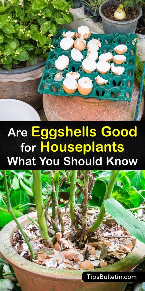 Discover ways to use a leftover eggshell to feed potted plants. If your houseplant lacks calcium, consider using eggshells as natural houseplant fertilizers by making an eggshell tea or working crushed eggshells into the soil. #eggshell #fertilizer #houseplants What Can You Do With Eggshells, Eggshells For House Plants, Eggs Shells For Plants, How To Use Eggshells For Plants, How To Use Egg Shells In The Garden, Egg Shell Fertilizer For Plants, How To Use Egg Shells For House Plants, Egg Water For Plants, What To Do With Egg Shells