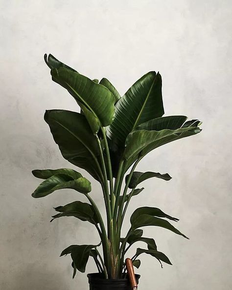 Leaves Meaning, Small Flowering Plants, Birds Of Paradise Plant, Ferns Care, Bird Of Paradise Plant, Large Indoor Plants, Paradise Plant, Flower Pots Outdoor, Potted Houseplants