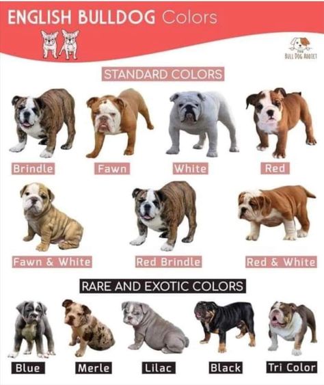 Bulldog Training, White French Bulldogs, Shingle Colors, English Bulldog Puppies, British Bulldog, Blue Merle, Germany And Italy, Science Fiction Tv, Horror Music