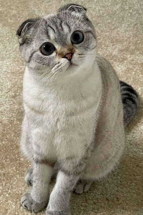 Scottish Fold Health Issues: A Few Things to Know Scottish Cat, Scottish Munchkin Cat, Scottish Fold Cat, White Scottish Fold, Scottish Fold Kitten Grey, Selkirk Rex Cat, Scottish Fold Cat Grey, Scottish Fold Cat Wallpaper, Kitten Scottish Fold