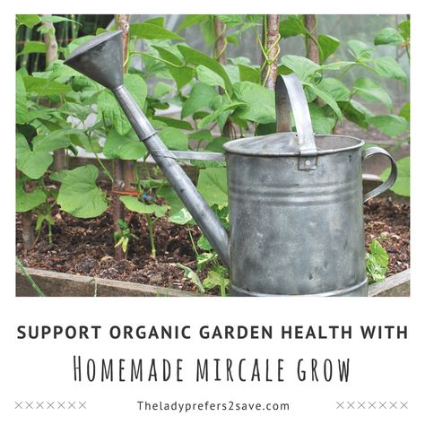 Homemade Miracle Grow, Miracle Grow, Metal Watering Can, Watering Cans, Winter Vegetables, Garden Shrubs, Organic Herbs, Growing Herbs, How To Make Homemade