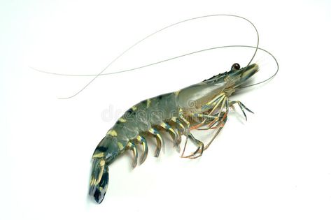 Prawn. Penaeus monodon, the giant tiger prawn or Asian tiger shrimp(and also kno #Sponsored , #Ad, #Sponsored, #monodon, #Prawn, #shrimp, #giant Tiger Prawn, Asian Tigers, Tiger Shrimp, Black Tigers, Crustaceans, Illustration Girl, Icon Illustration, Stock Photos, Black