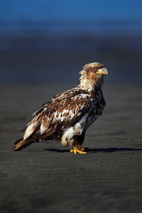 Juvenile Bald Eagle : Bald Eagle (Haliaeetus leucocephalus) - Kachemak Bay - Alaska : Nate Zeman - Fine Art Nature Photography Juvenile Bald Eagle, Haliaeetus Leucocephalus, Amazing Animal Pictures, Eagle Pictures, Eagle Bird, Drawing Animals, Bald Eagles, An Eagle, Big Bird